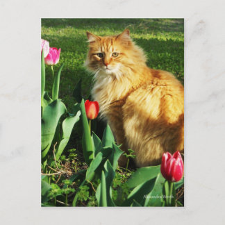 Gato entre la postal de los tulipanes