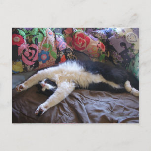 Gato esmoquin lindo haciendo una tarjeta postal de