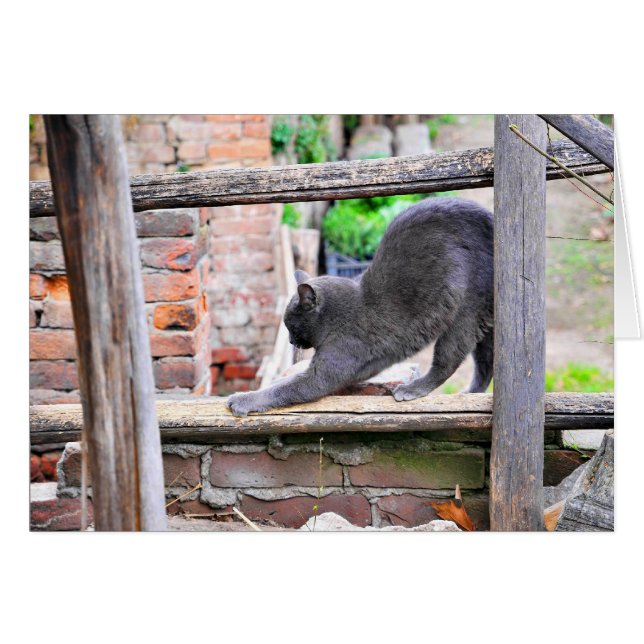 Gato estirándose (Anverso (Horizontal))