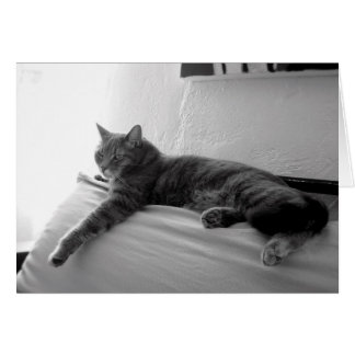 Gato Fat Tabby