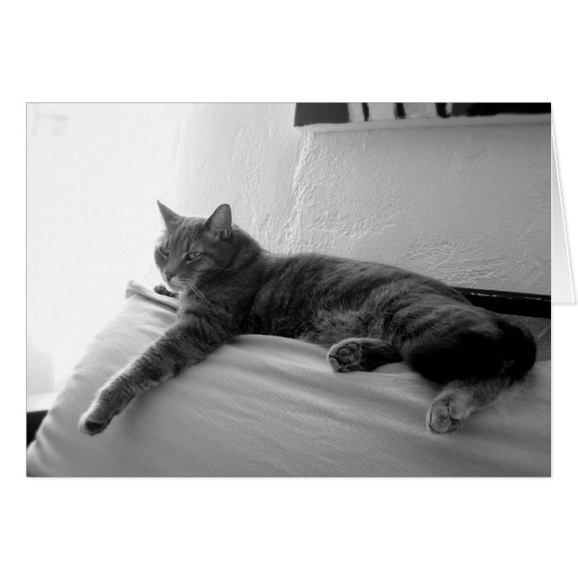 Gato Fat Tabby (Anverso (Horizontal))
