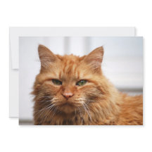 Gato forestal noruego