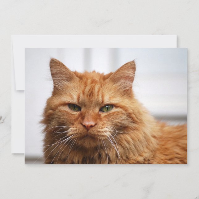 Gato forestal noruego (Anverso)