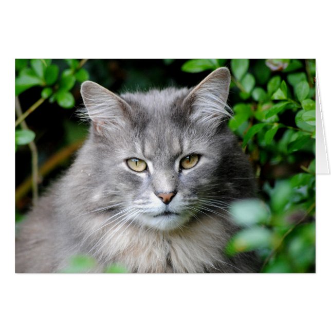 Gato gris (Anverso (Horizontal))