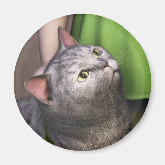 Gato Gris 3 Imán