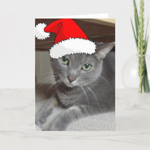 Gato gris azul ruso navidad