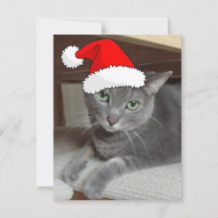 Gato gris azul ruso navidad
