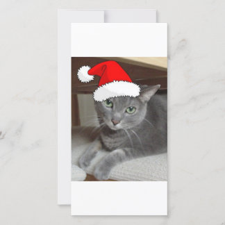 Gato gris azul ruso navidad