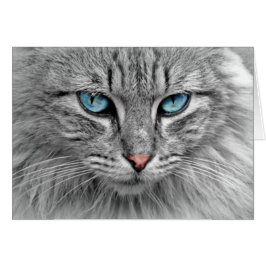 Gato gris con ojos azules