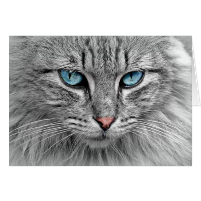 Gato gris con ojos azules (Anverso (Horizontal))