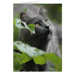 Gato gris en el jardín