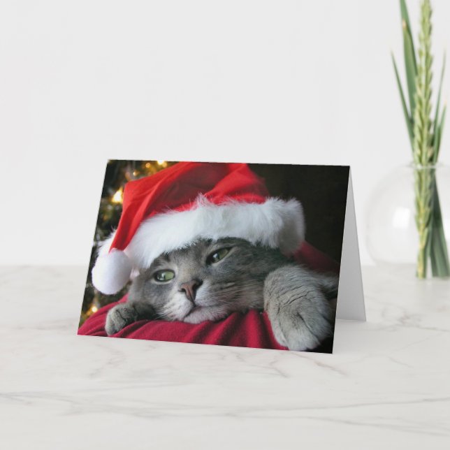 Gato gris hermoso del gatito del navidad (Anverso)