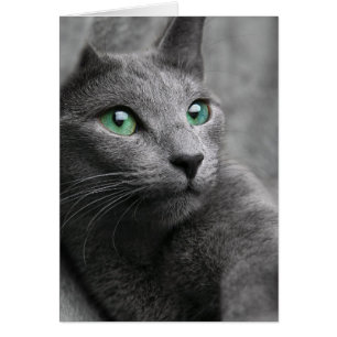 Gato gris lindo