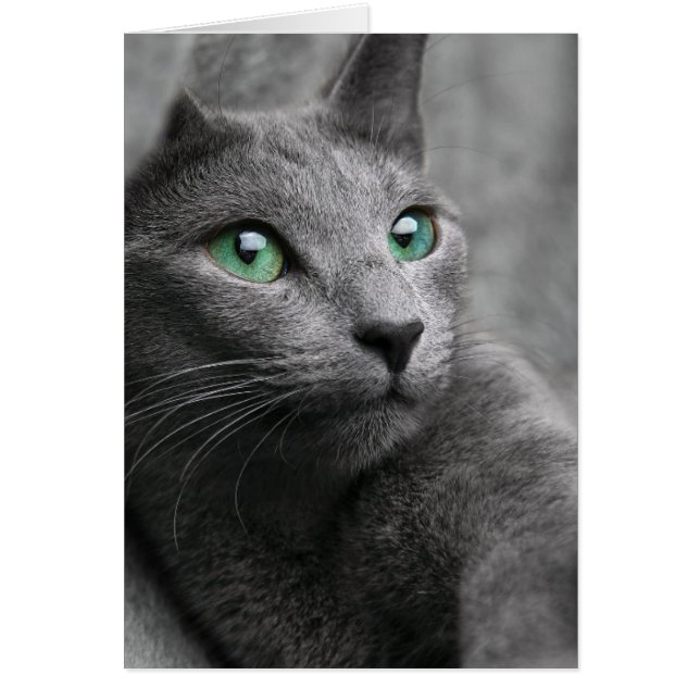 Gato gris lindo (Frente)