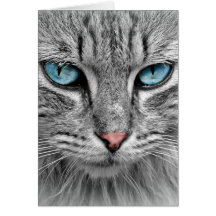 Gato Gris Pelo Largo Ojos Azules Verdes Mascota An
