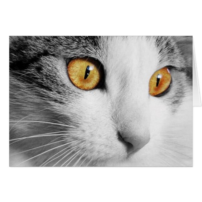 Gato gris y blanco (Anverso (Horizontal))