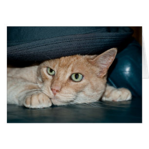 Gato Guay clásico