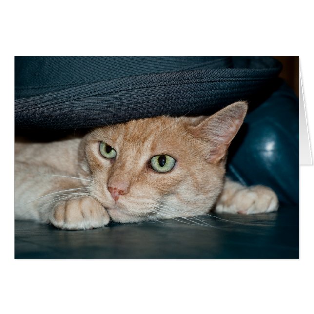 Gato Guay clásico (Anverso (Horizontal))