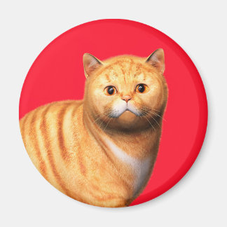 Gato Jengibre 3 Imán