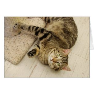 Gato juguetón