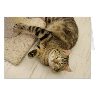 Gato juguetón