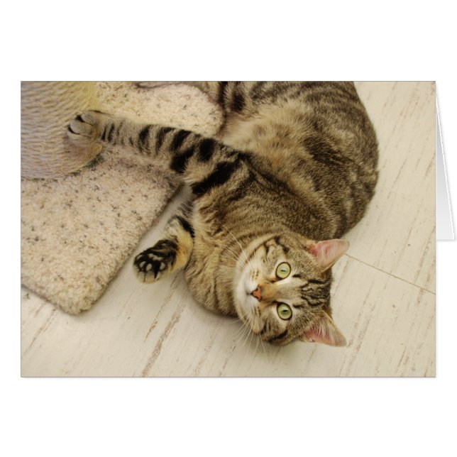 Gato juguetón (Anverso (Horizontal))