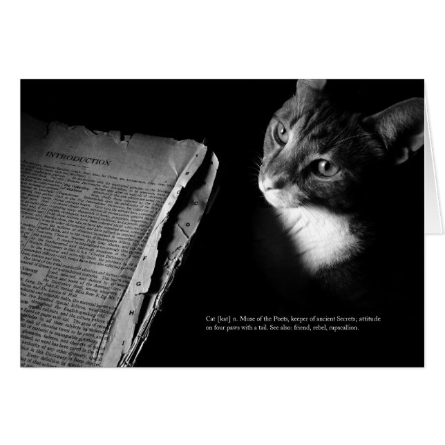 Gato [kat] (Anverso (Horizontal))