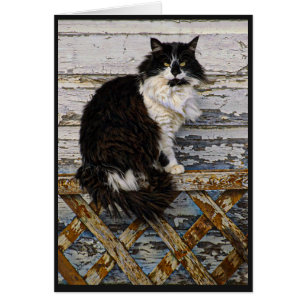 Gato largo blanco y negro del smoking del pelo en