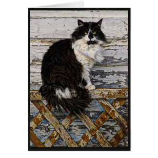 Gato largo blanco y negro del smoking del pelo en