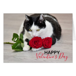 Gato lindo con el rosa rojo