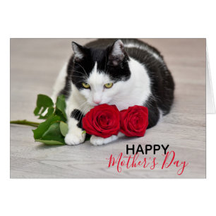 Gato lindo con el rosa rojo