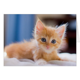 Gato lindo con los ojos azules