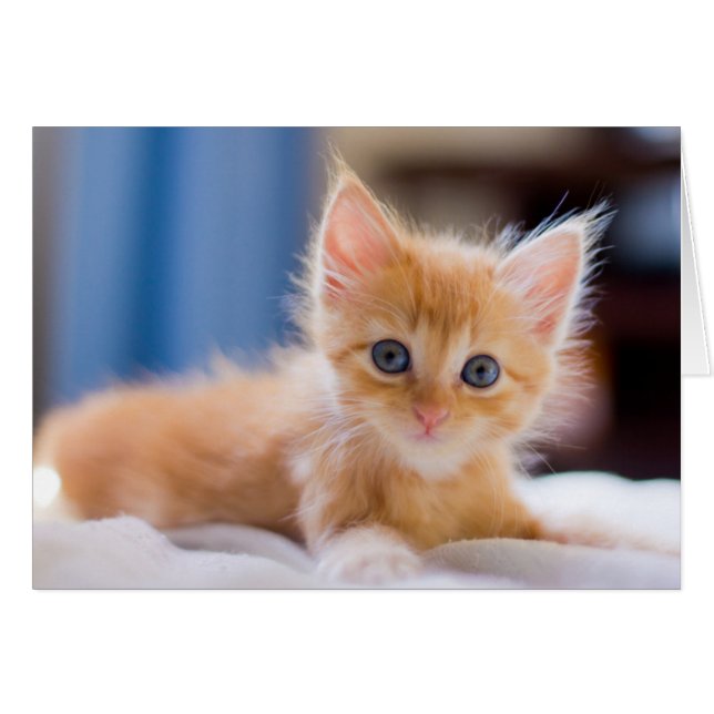 Gato lindo con ojos azules (Anverso (Horizontal))