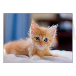 Gato lindo con ojos azules