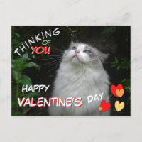 Gato lindo de Ragdoll feliz postal de San Valentín