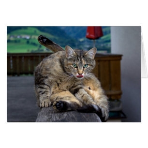 Gato lindo interrumpido mientras crece