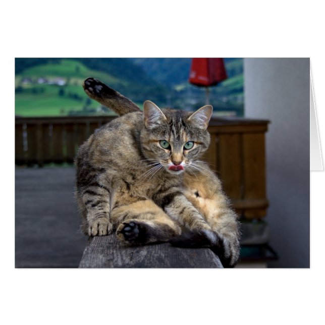 Gato lindo interrumpido mientras crece (Anverso (Horizontal))