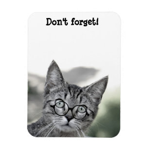 Gato lindo sorprendido con imán de gafas
