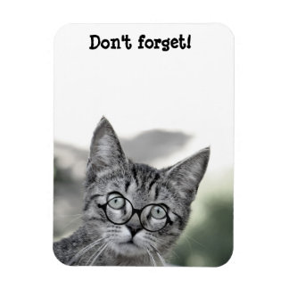 Gato lindo sorprendido con imán de gafas