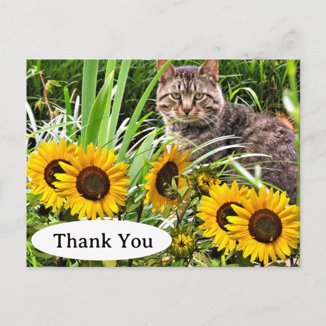 Gato lindo y girasoles gracias postal (Anverso)
