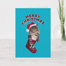 Gato Maine Coon lindo Navidad