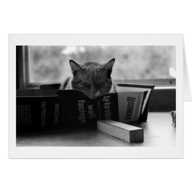 gato mamario durmiendo (Anverso (Horizontal))