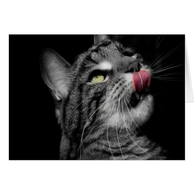 Gato maravilloso (Anverso (Horizontal))