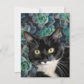 Gato Marmalade Tarjeta Postal