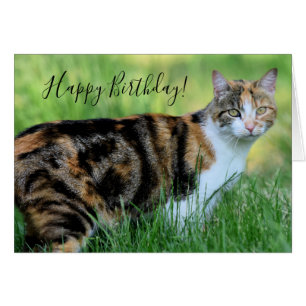 Gato marrón y blanco