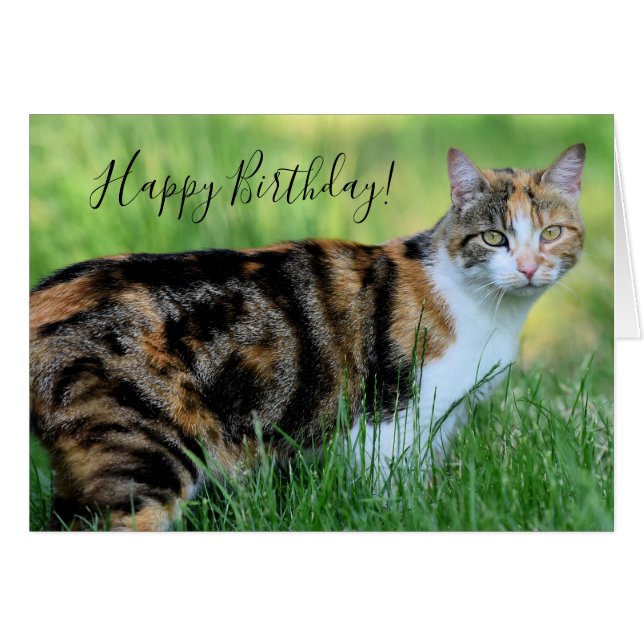 Gato marrón y blanco (Anverso (Horizontal))