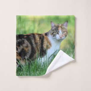 Gato marrón y blanco