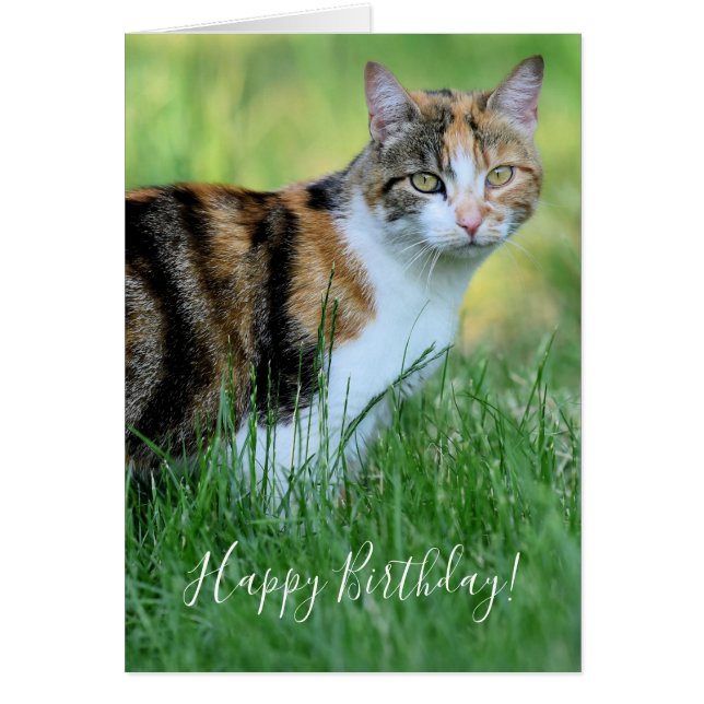 Gato marrón y blanco (Frente)