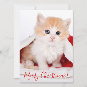 Gato más lindo con sombrero de Santa Feliz Navidad