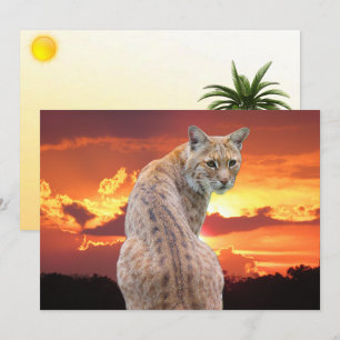 Gato montés de Florida con impresionante puesta de